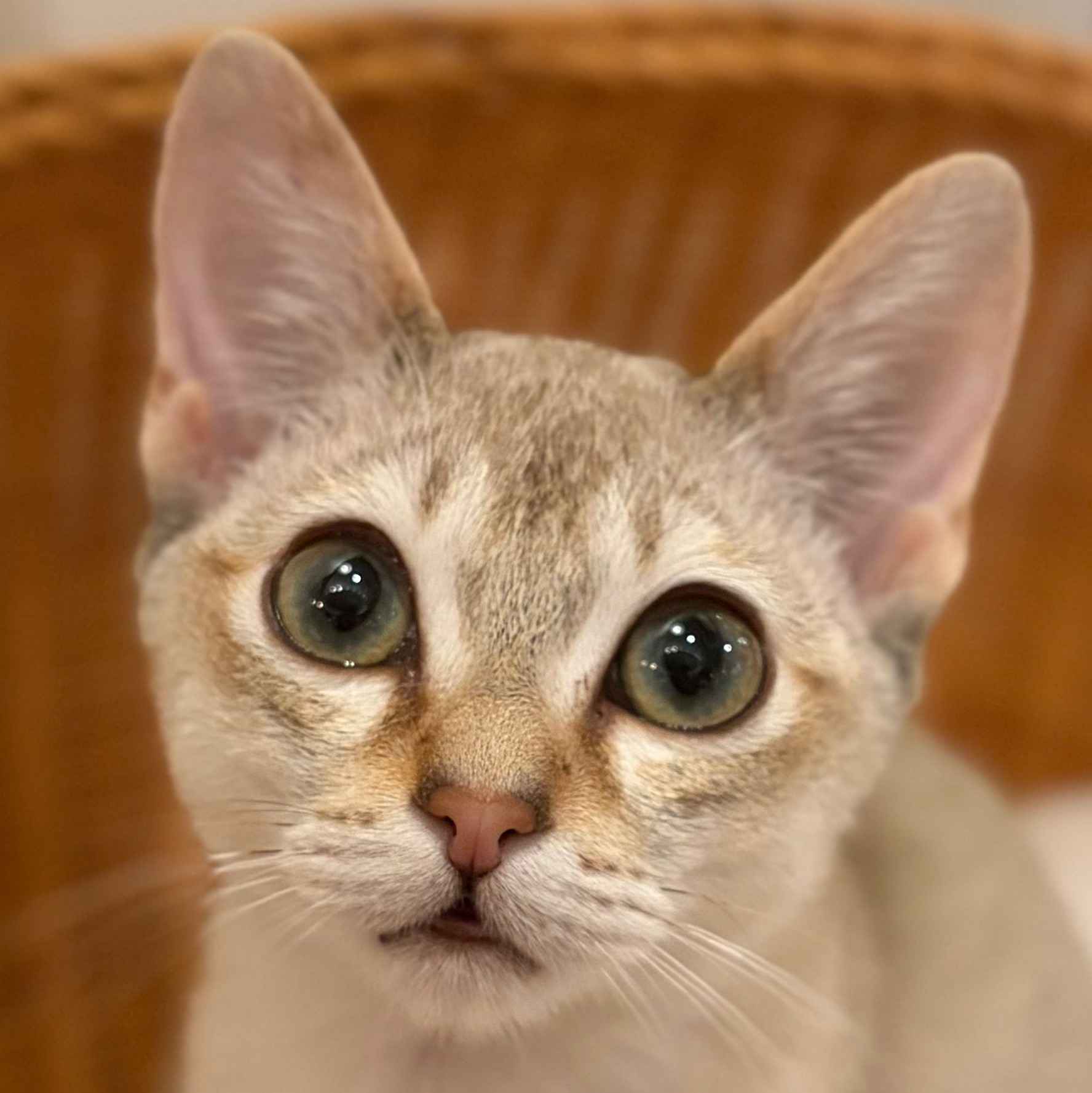 ナッツ